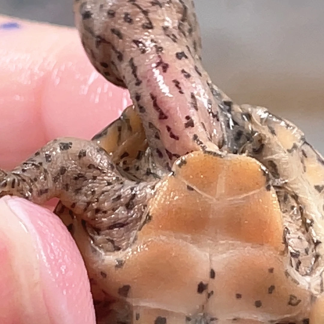 宠物龟不分公母Y12全品满纹黑刀