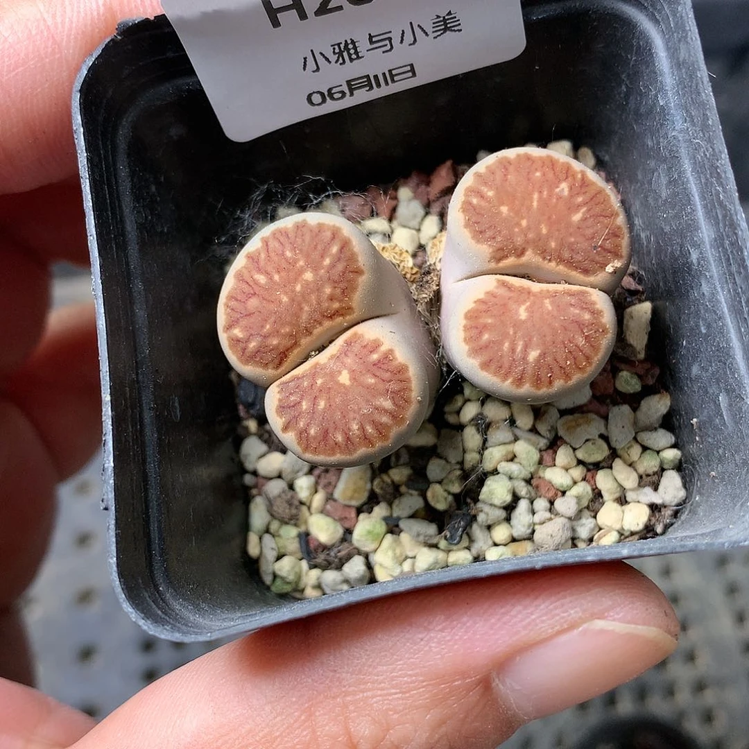 H267多肉植物保护研究所