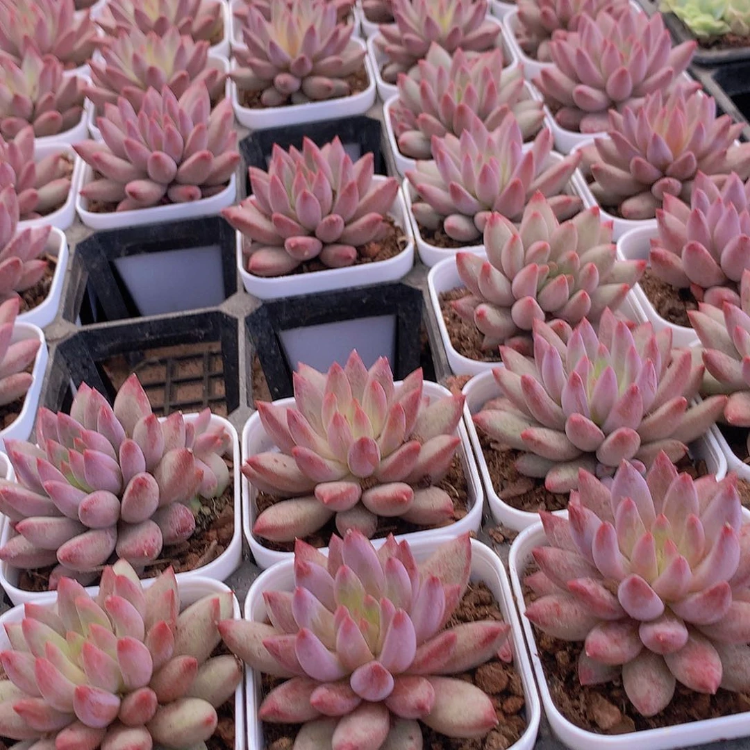 流沙题虞美人346688999990