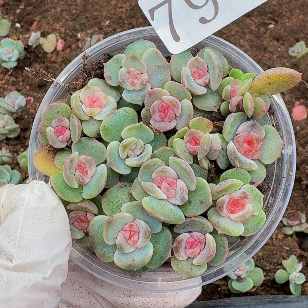 多肉植物多肉植物79