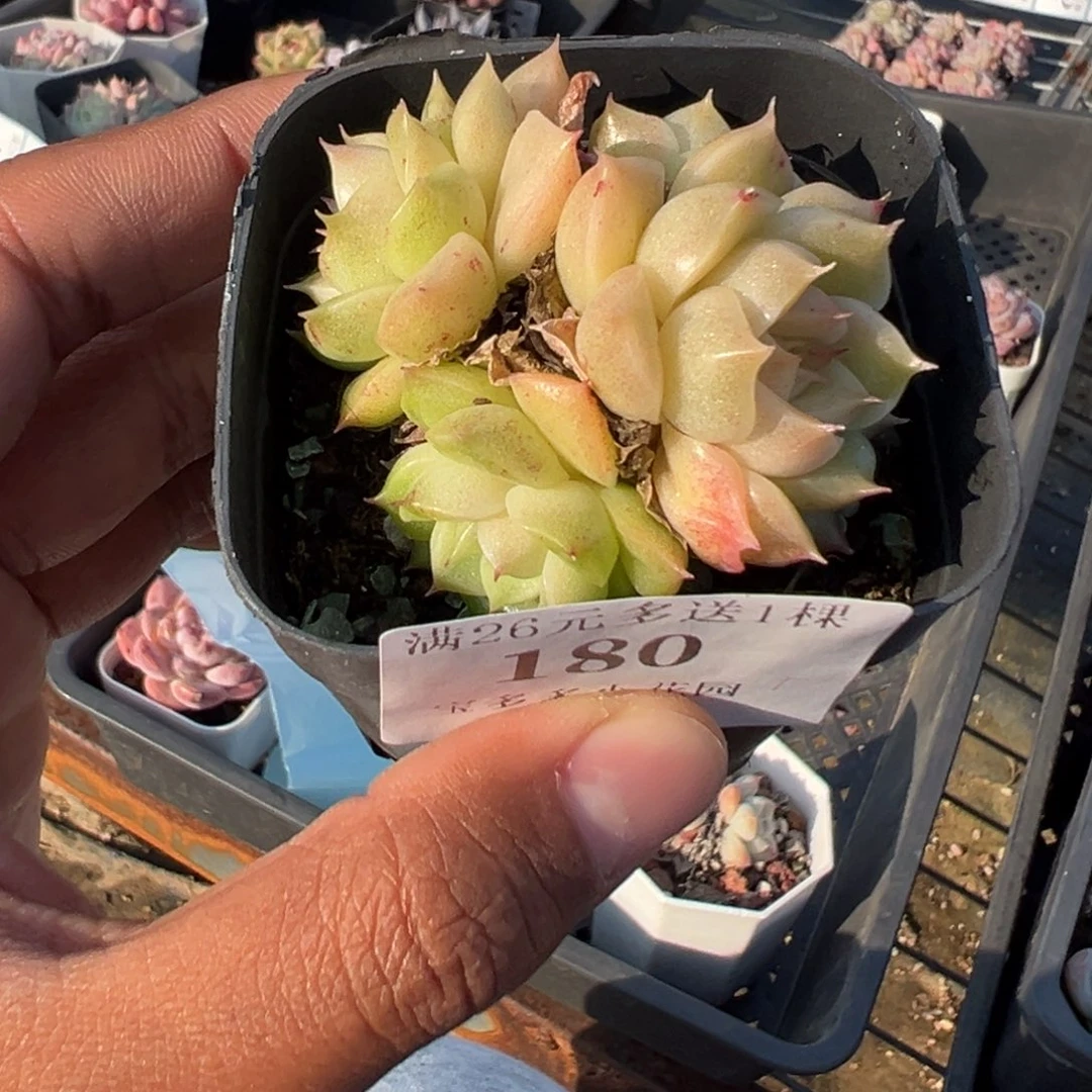 180号白天鹅麦秆群一物一拍满18包邮满26送一颗多肉