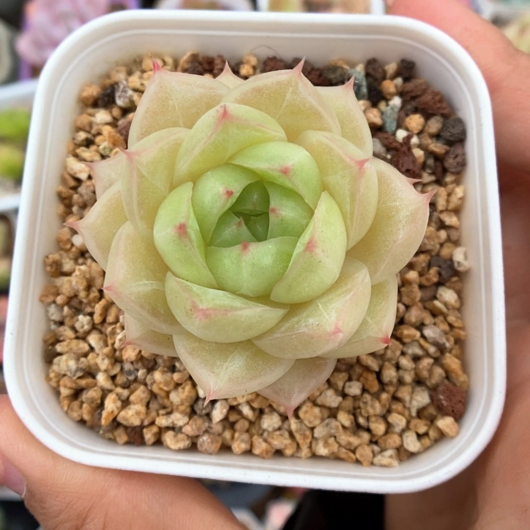 琉璃麦秆810号。