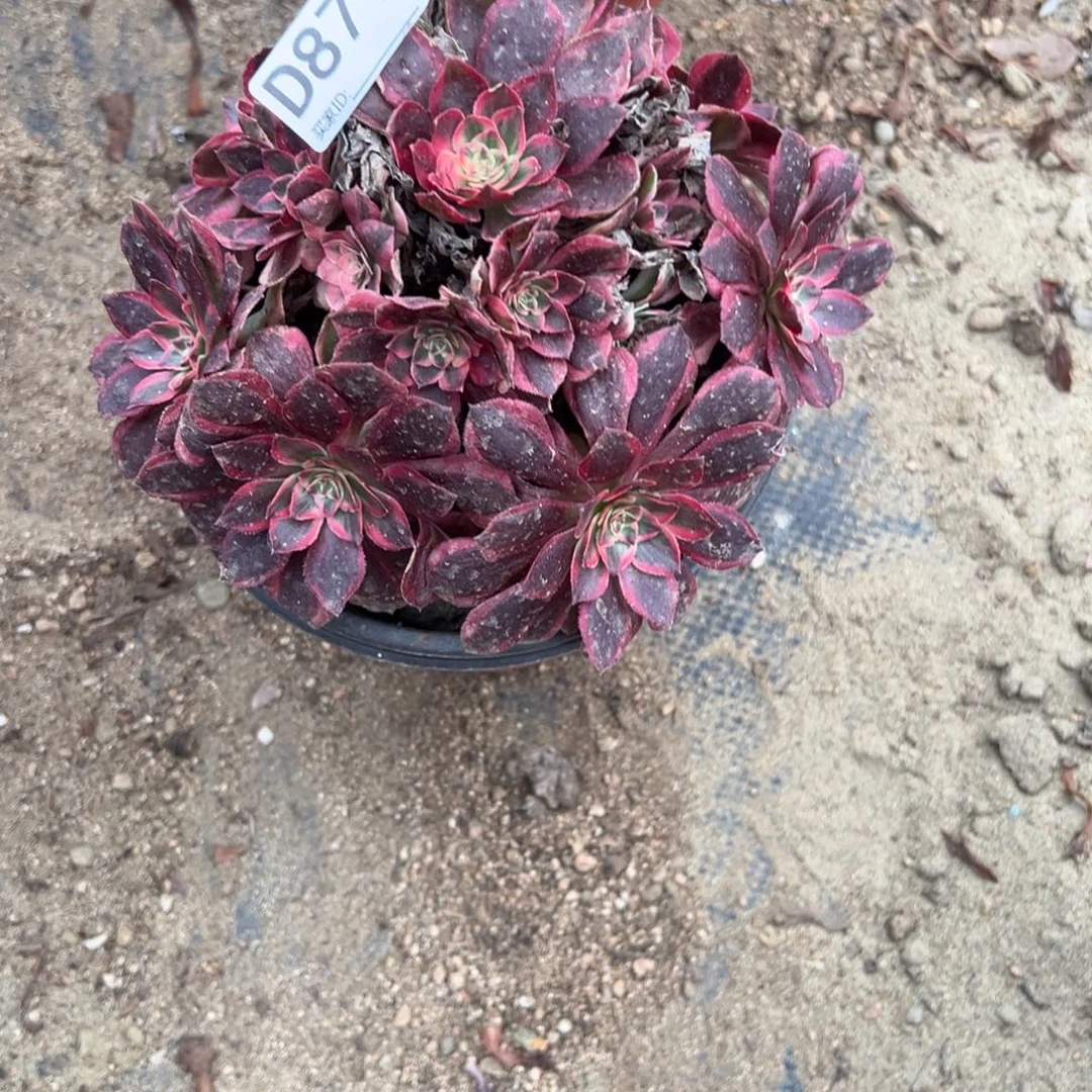 871云荷多肉植物法师