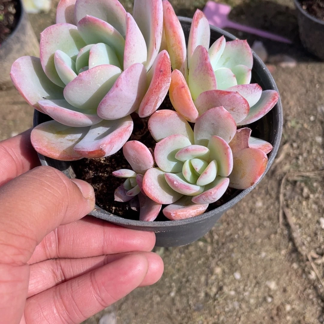 1435  布鲁兰  六月六