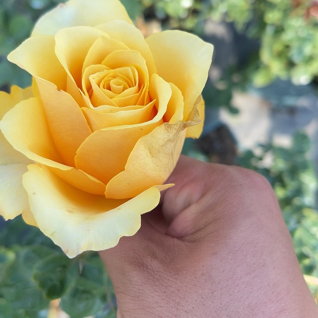 无花朵——-蜜桃之恋 福利款