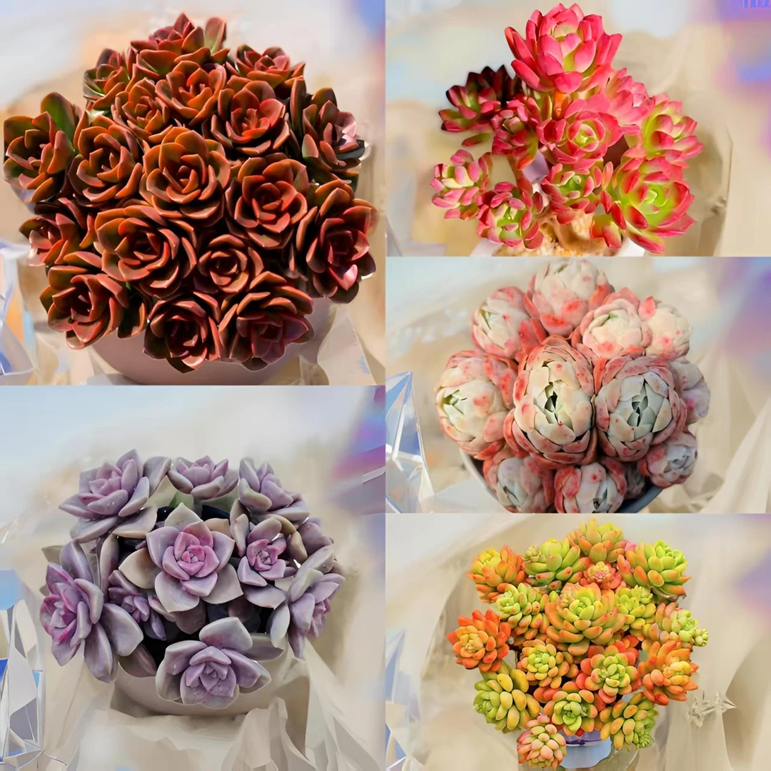 L大盆红酒玫瑰云南多肉组合 皮实好养越晒越红 元旦迎新年宵纳福