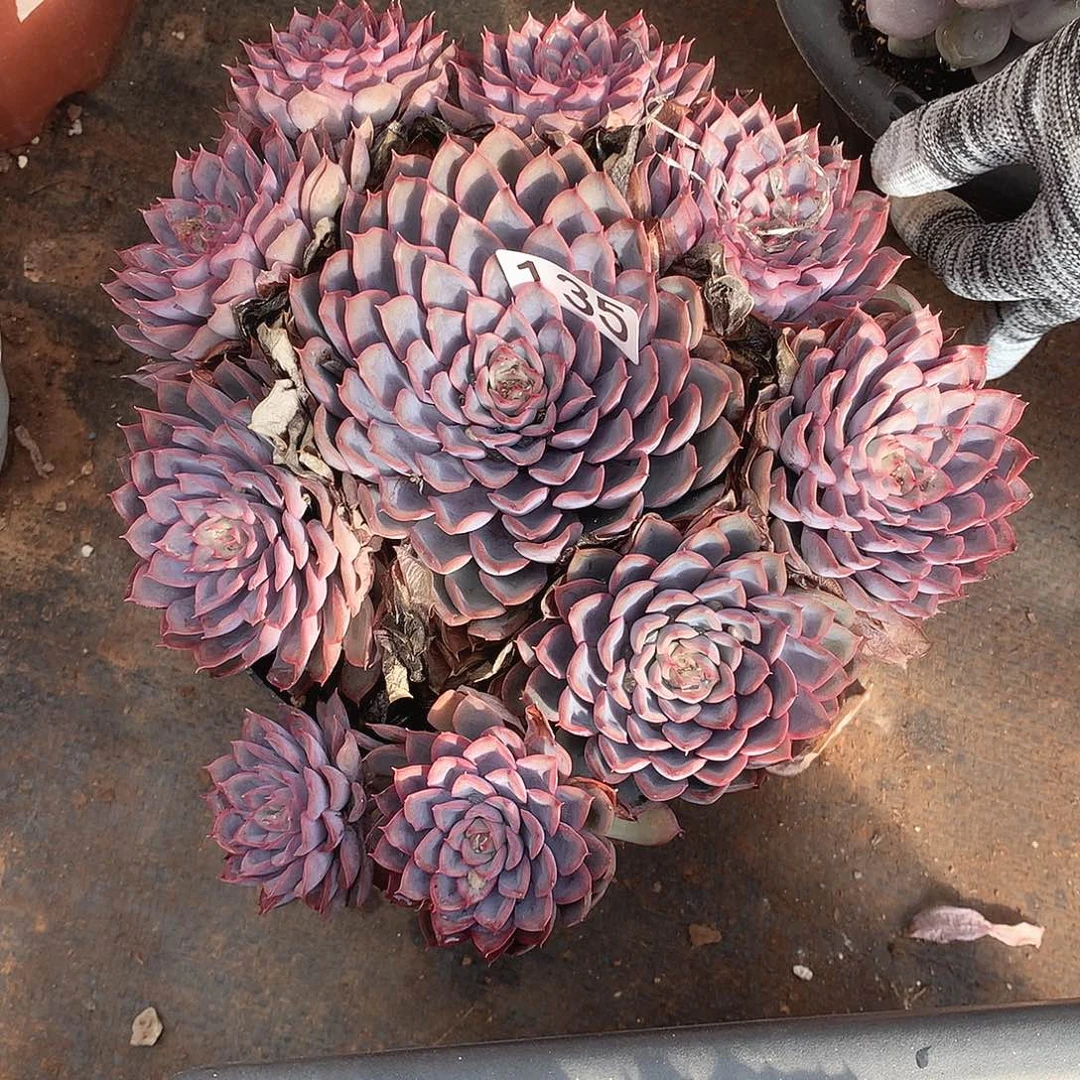 135猎户座 一物一拍多肉