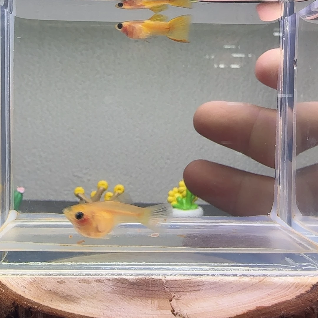 孔雀鱼糖果蕾丝下的短体10
