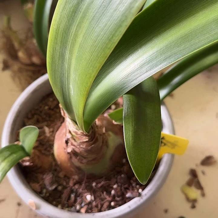 无花朵卡布8+带3侧