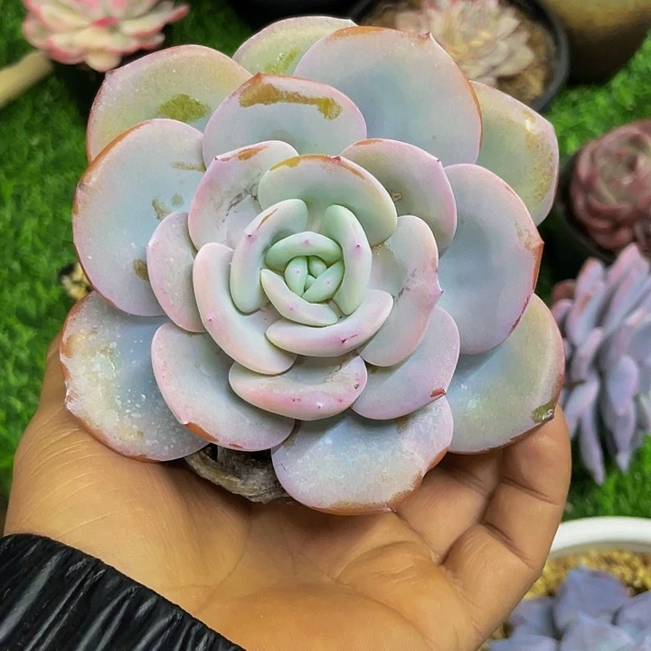 奶茶一物一拍哦哦哦