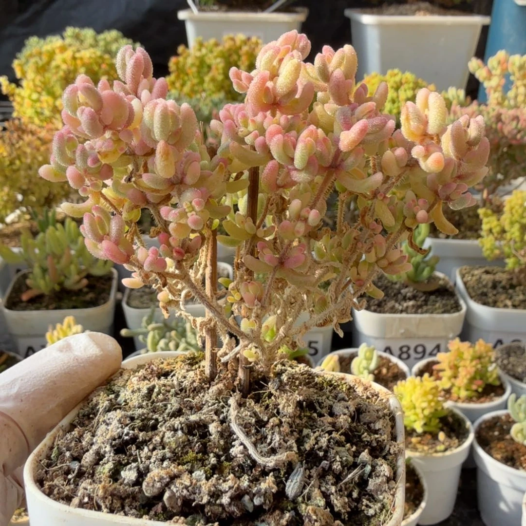 A920红宝石锦整点半价福利