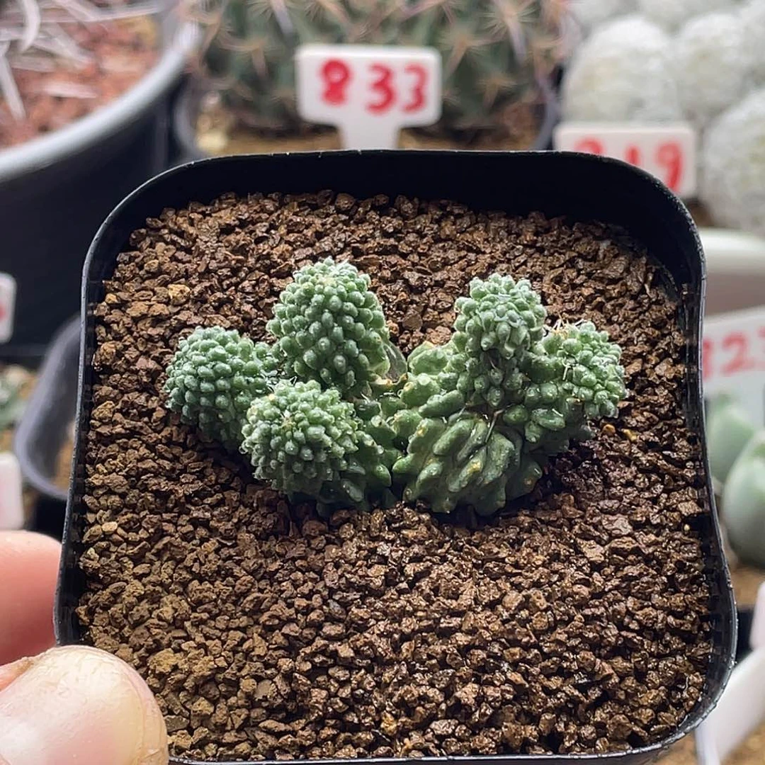 5头蝌蚪丸 带盆土包邮