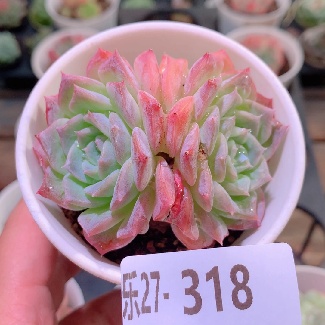 乐然27-318 纯爱双头