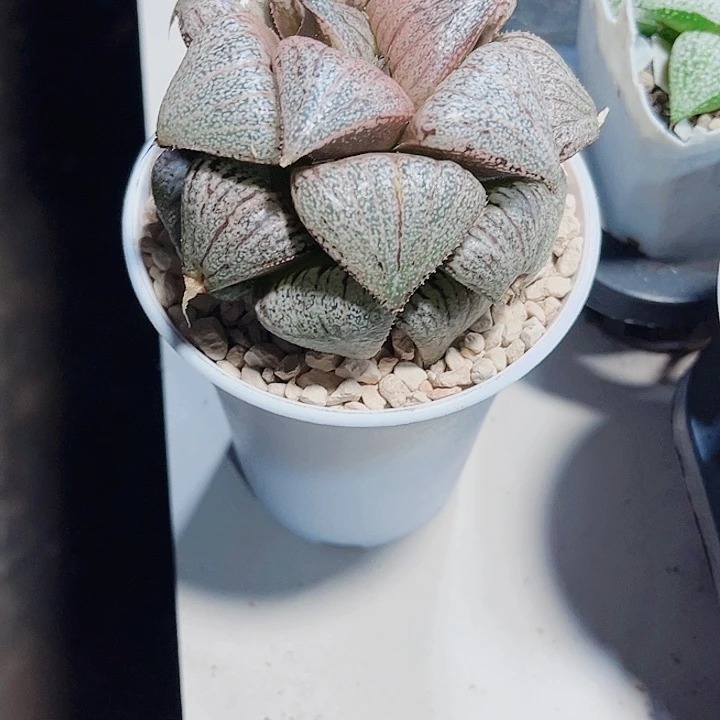 翡翠白银精品好养