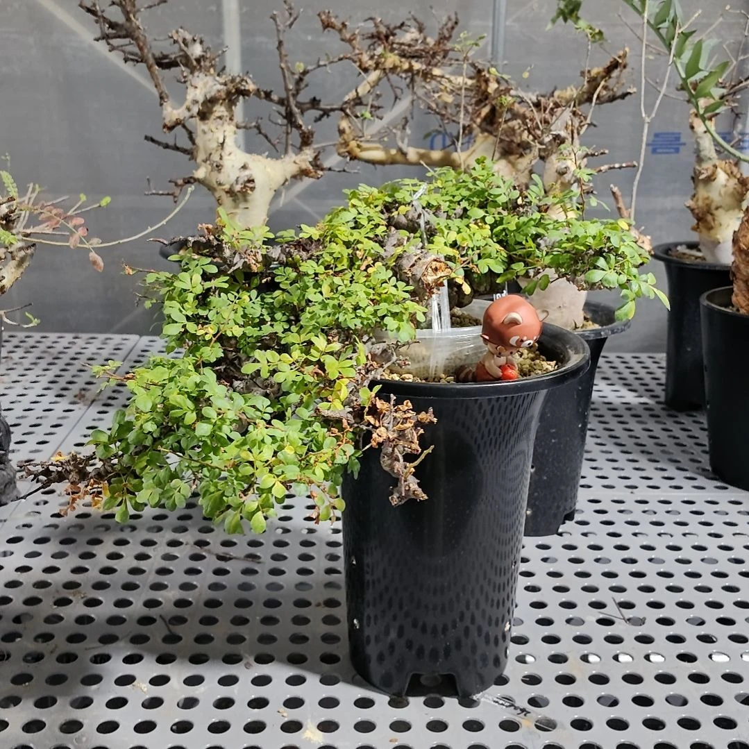 产地念珠橄榄熟桩可寄养