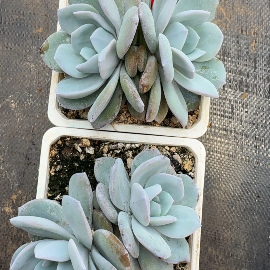 106韩版奶茶拍1发2