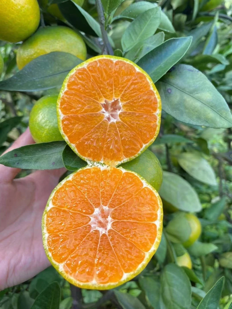 送礼佳品10斤现摘寻乌蜜桔应季水果清甜多汁无籽蜜橘