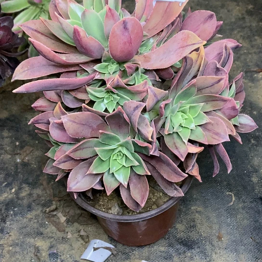 734众赞曲多肉法师