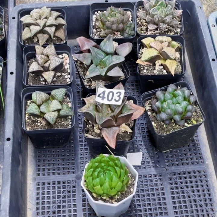 403寿一物一图如图