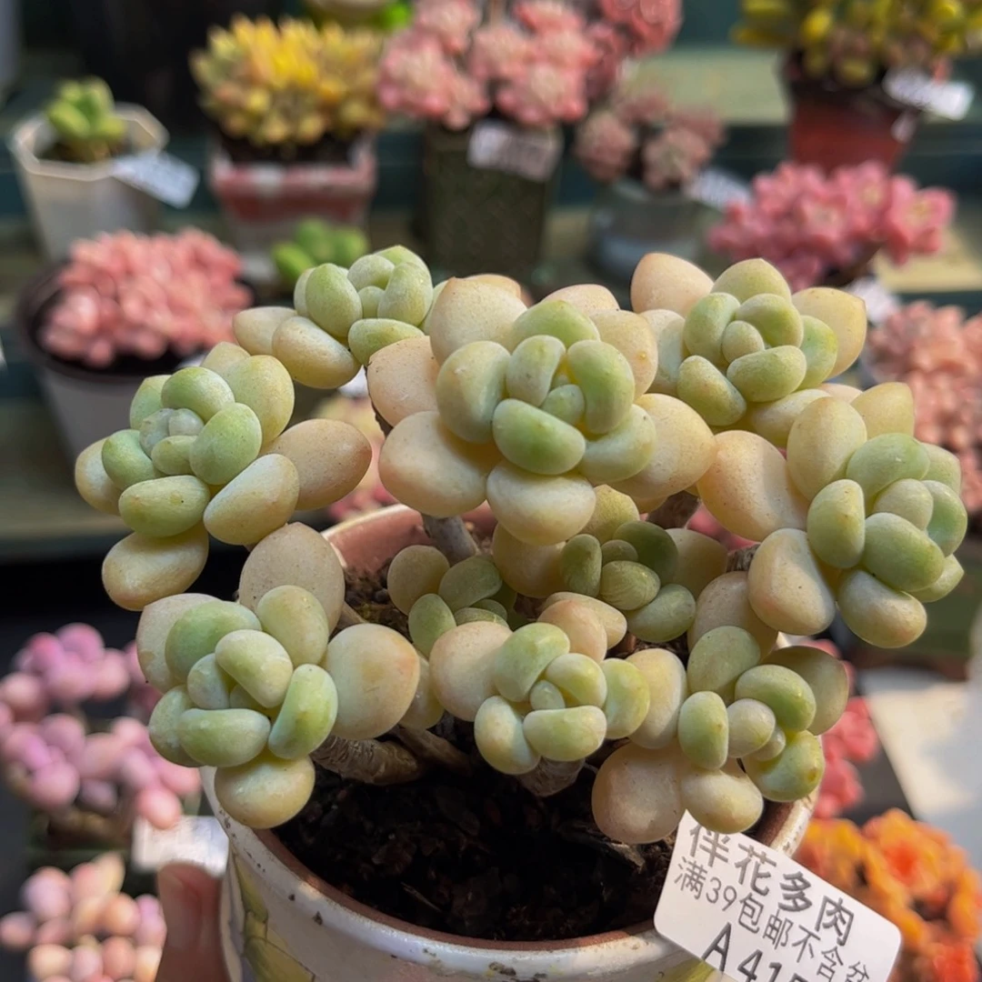 415白奶糖10cm多肉