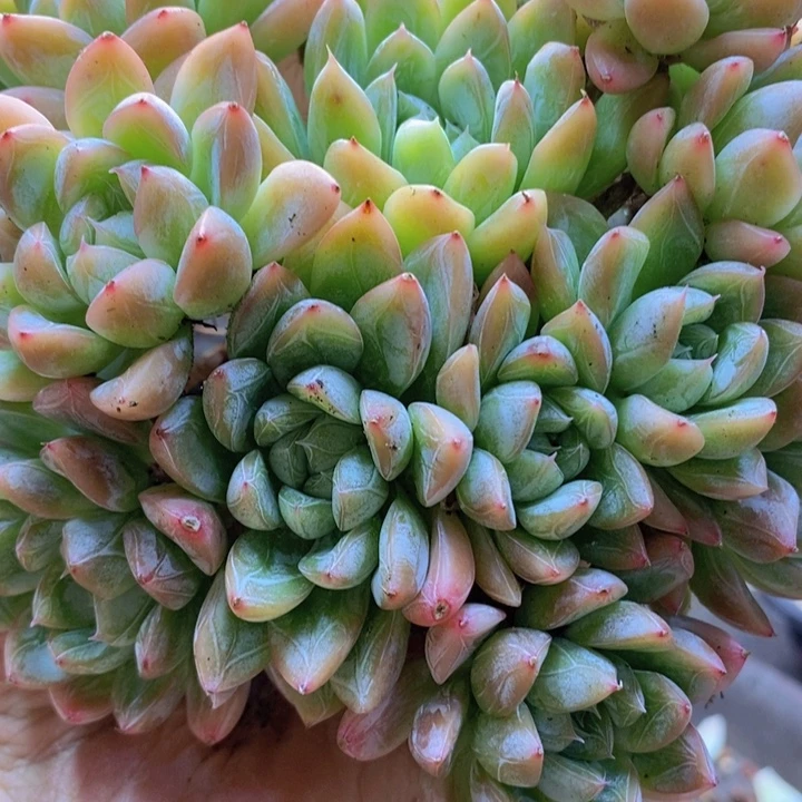 爱***单396号爱沙公主多肉植物