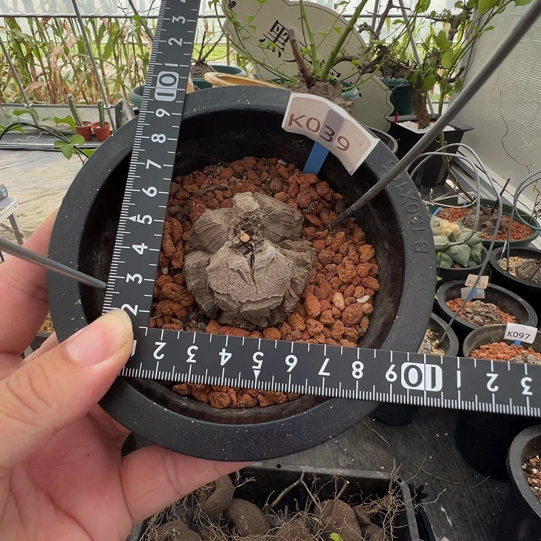 多肉植物专拍 一物一拍 南非龟甲龙039