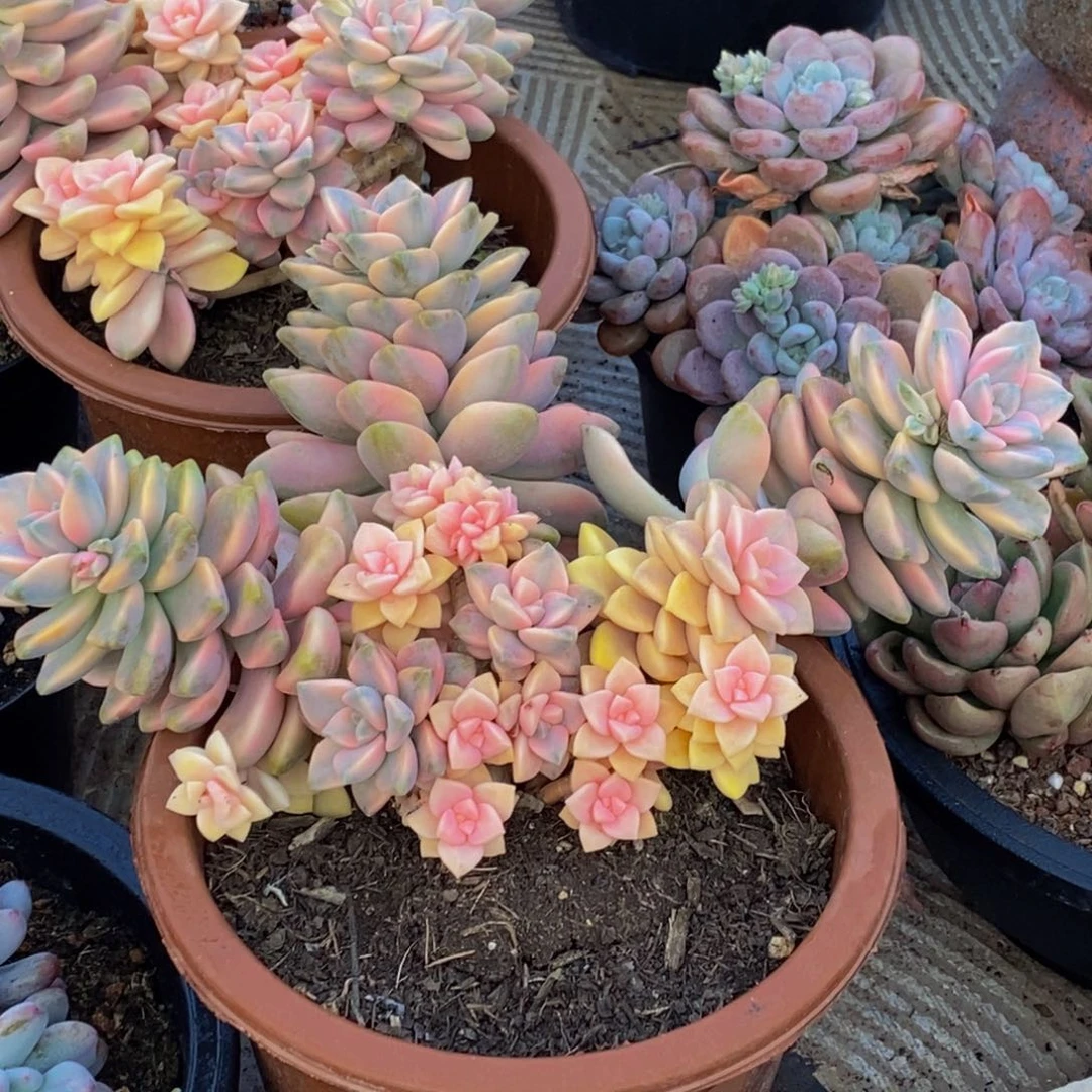 萌***?48包邮一物一拍多肉植物