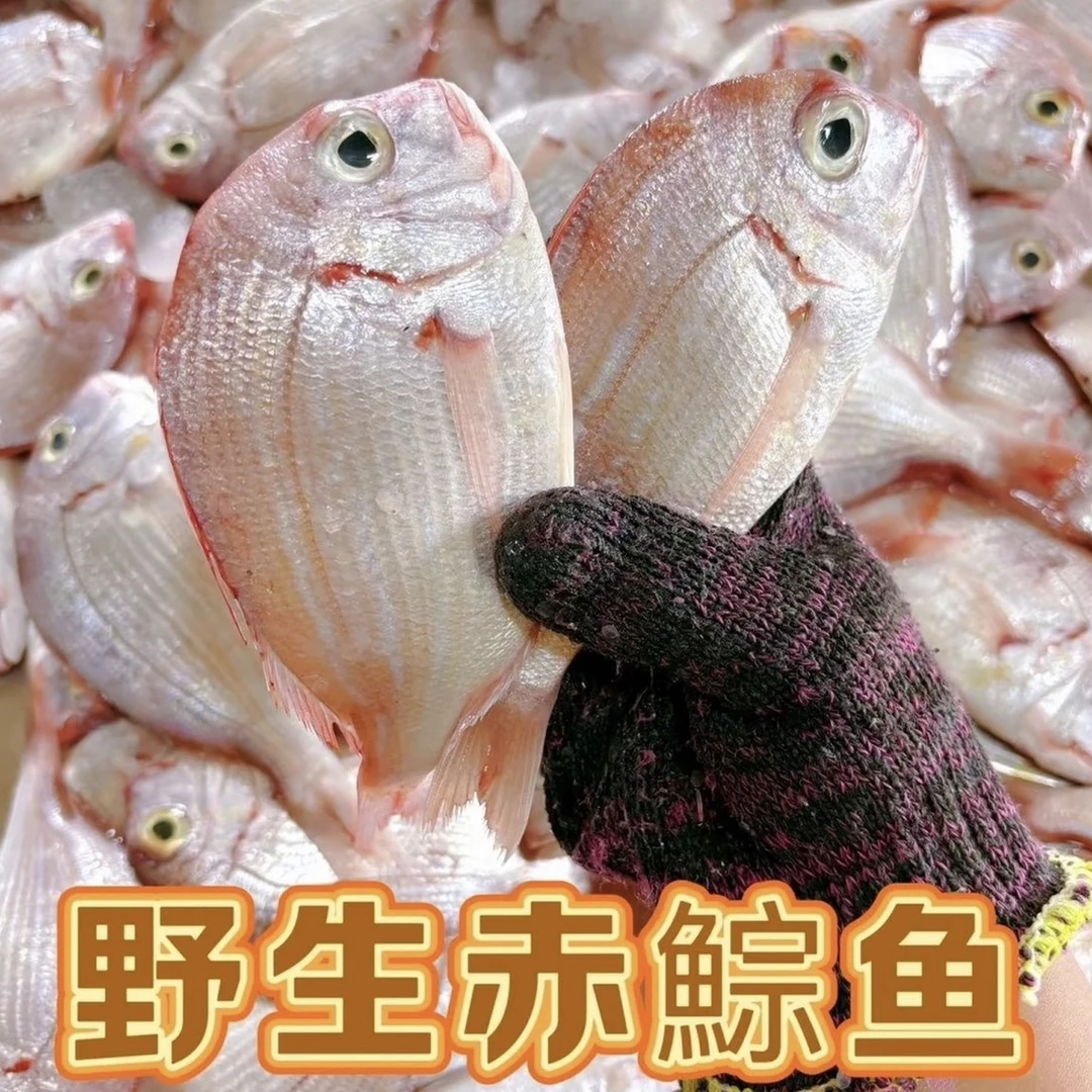 神泉港 海钓红立鱼赤棕鱼适合香煎省内包邮