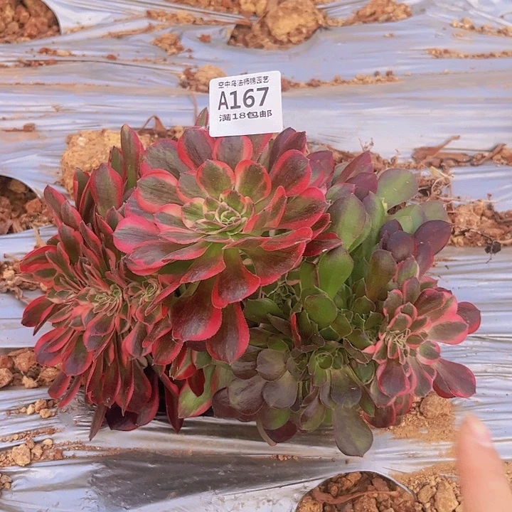 167粉女郎阴阳缀多肉植物