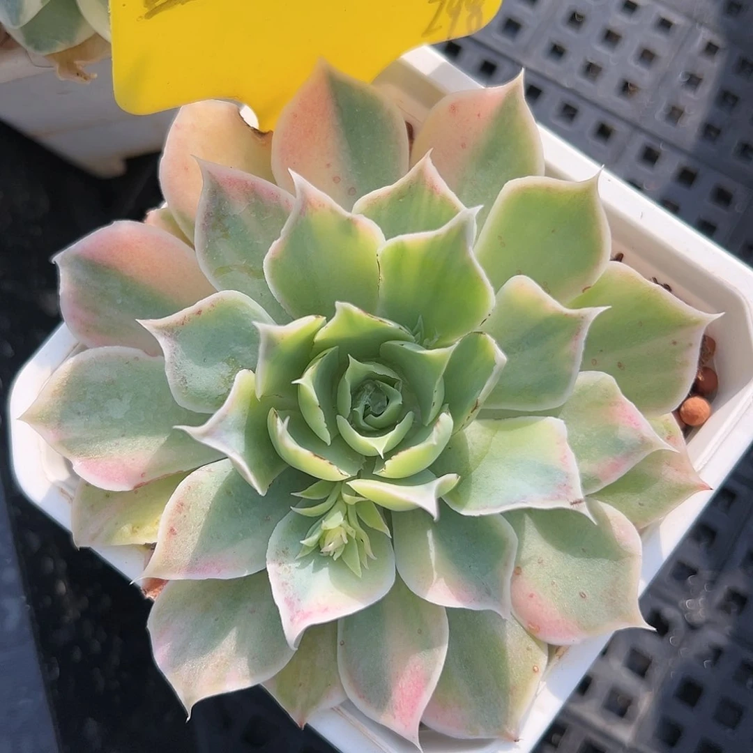 蓝丝绒锦，多肉植物