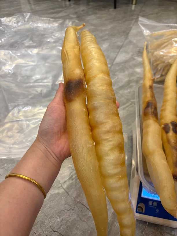 缅甸厚肉鳗鱼胶7头食用老胶