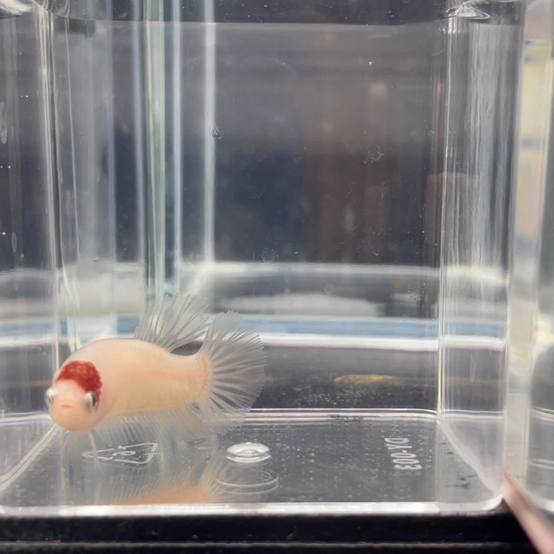 斗鱼可博泰斗092727
