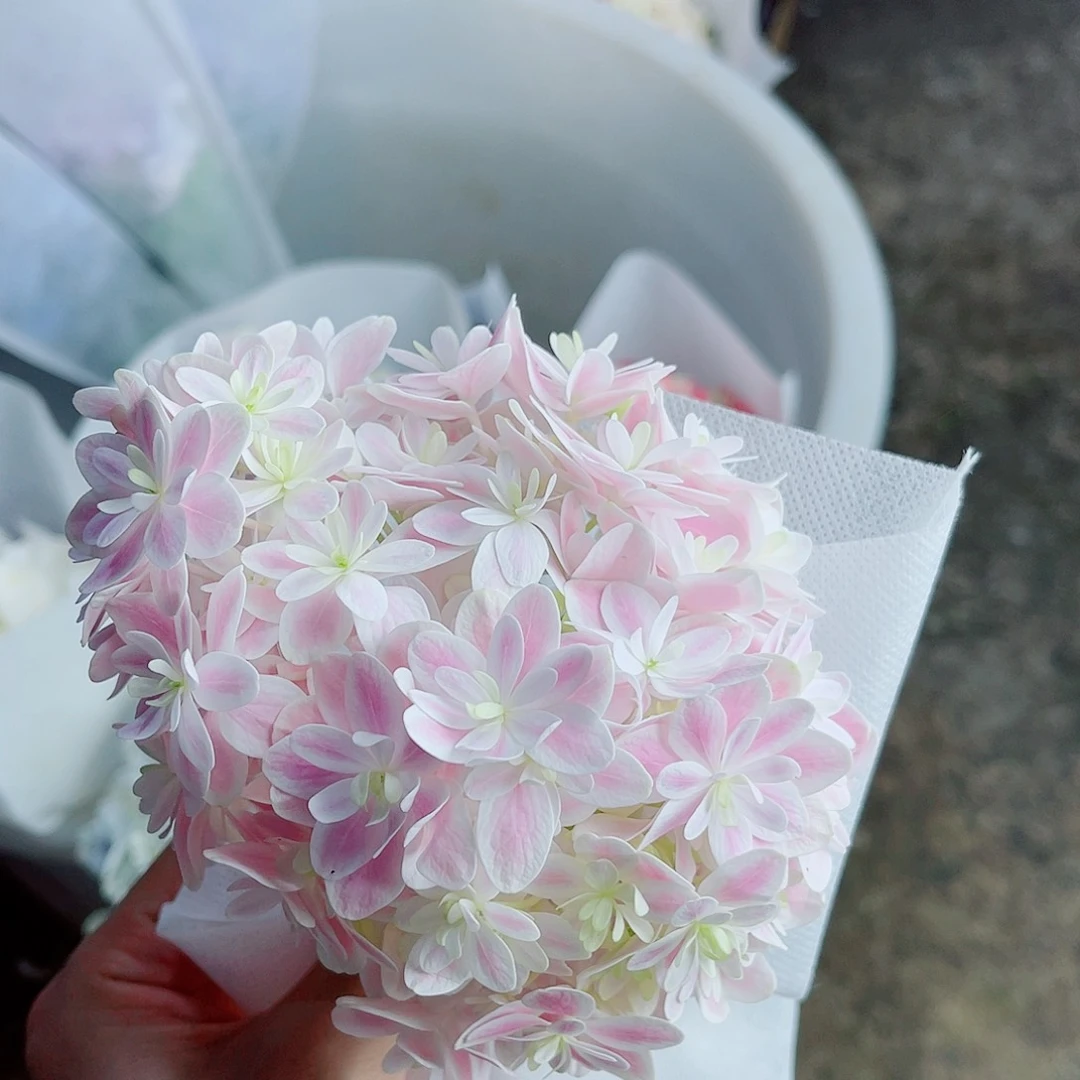 完全开放稀有绣球花250