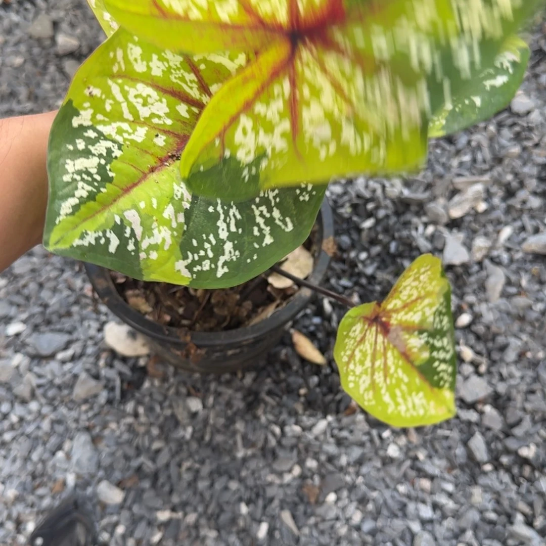 无花朵野蜂飞舞e195