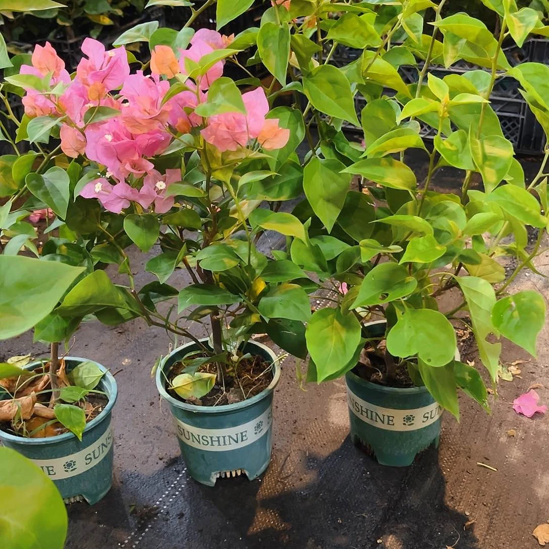 当前无花栽培后可以开花波妹掌中宝一颗