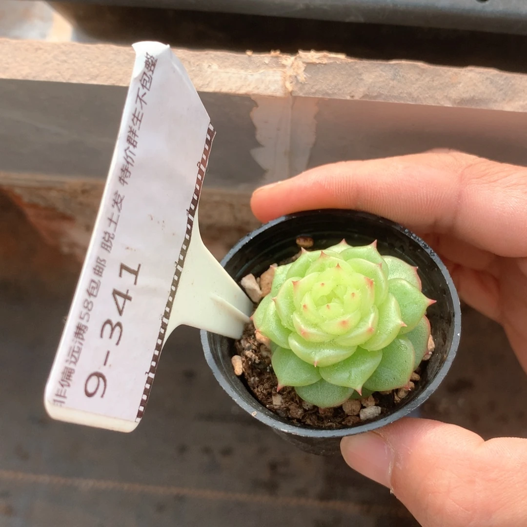 玉玲珑精品多肉58包邮