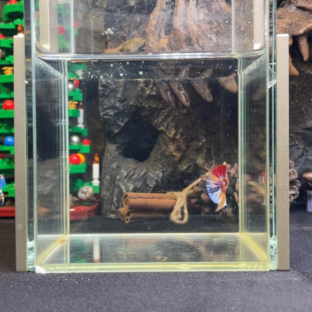 斗鱼十二月十九日竞价