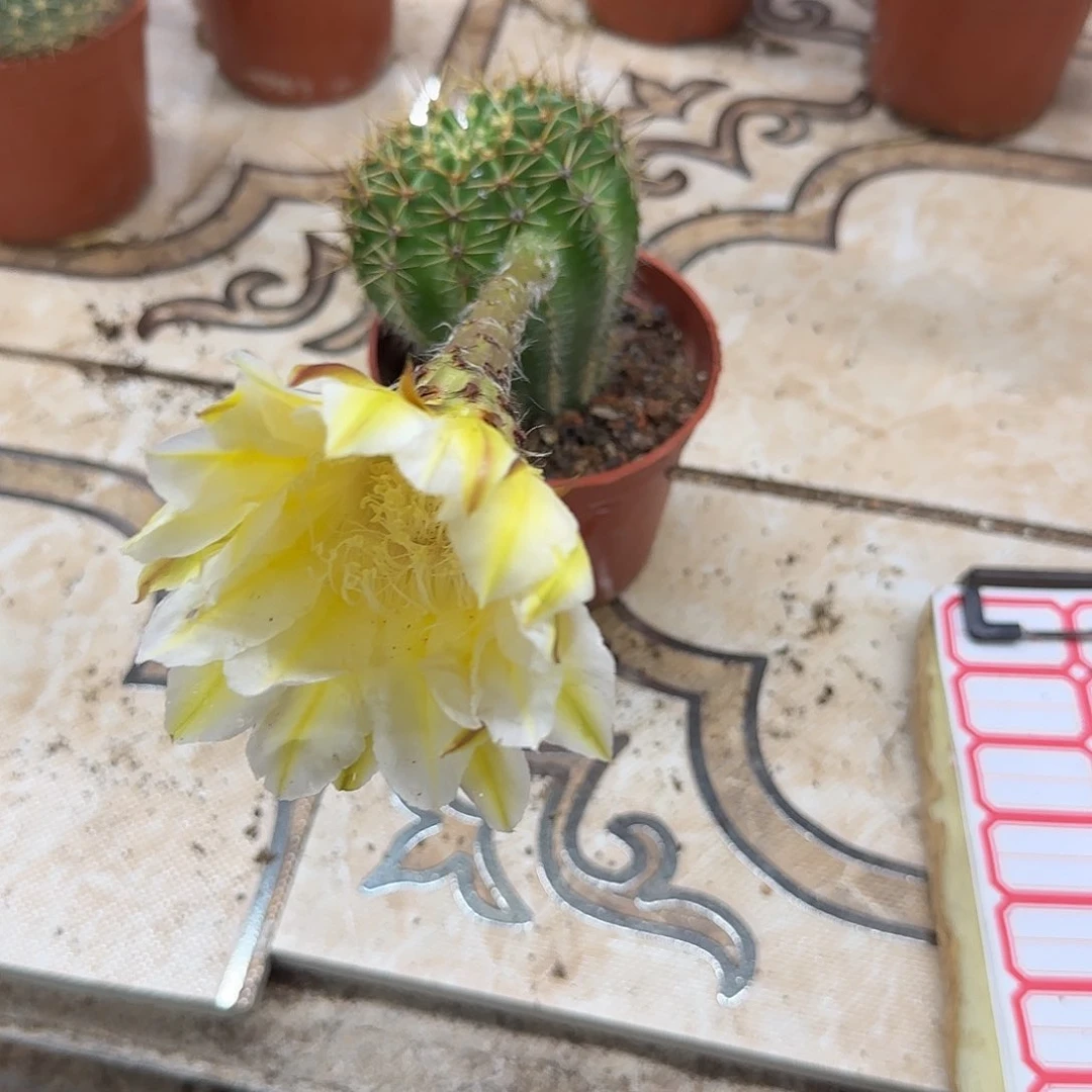 无花朵科****8花花花哈哈哈哈