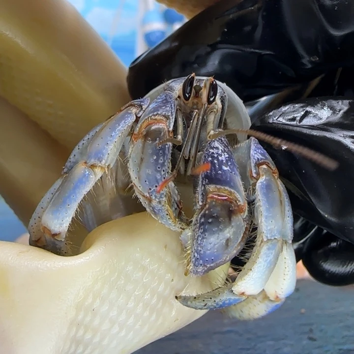 A56紫陆豆2.0cm口径