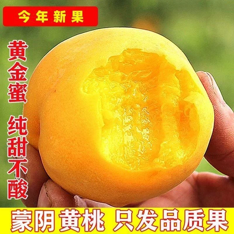 【次日达 顺丰】山东正宗蒙阴纯甜大黄桃鲜果锦绣应季爆甜黄毛黄金蜜黄桃新鲜水果山东省