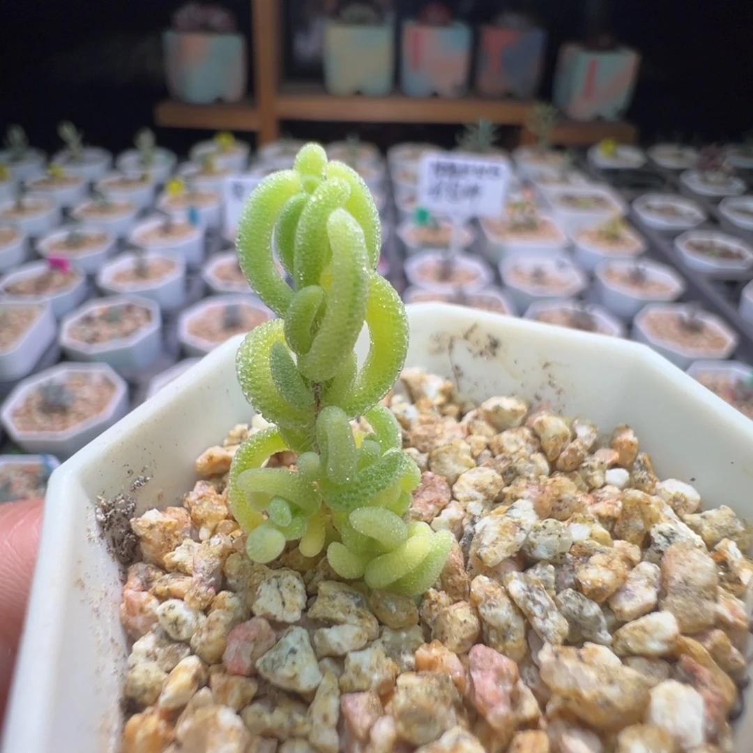 尺寸很小， 438 红叶锦，拍下不退不换