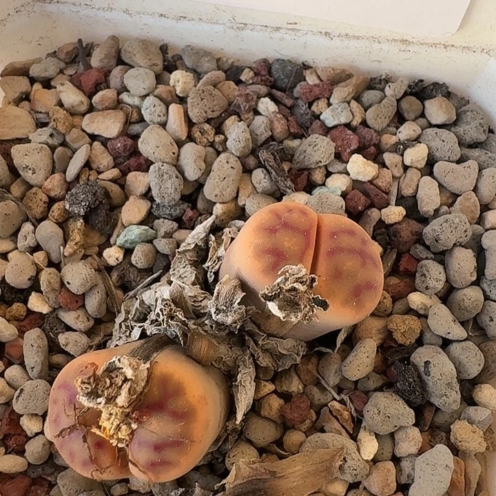 200。就像经济学家