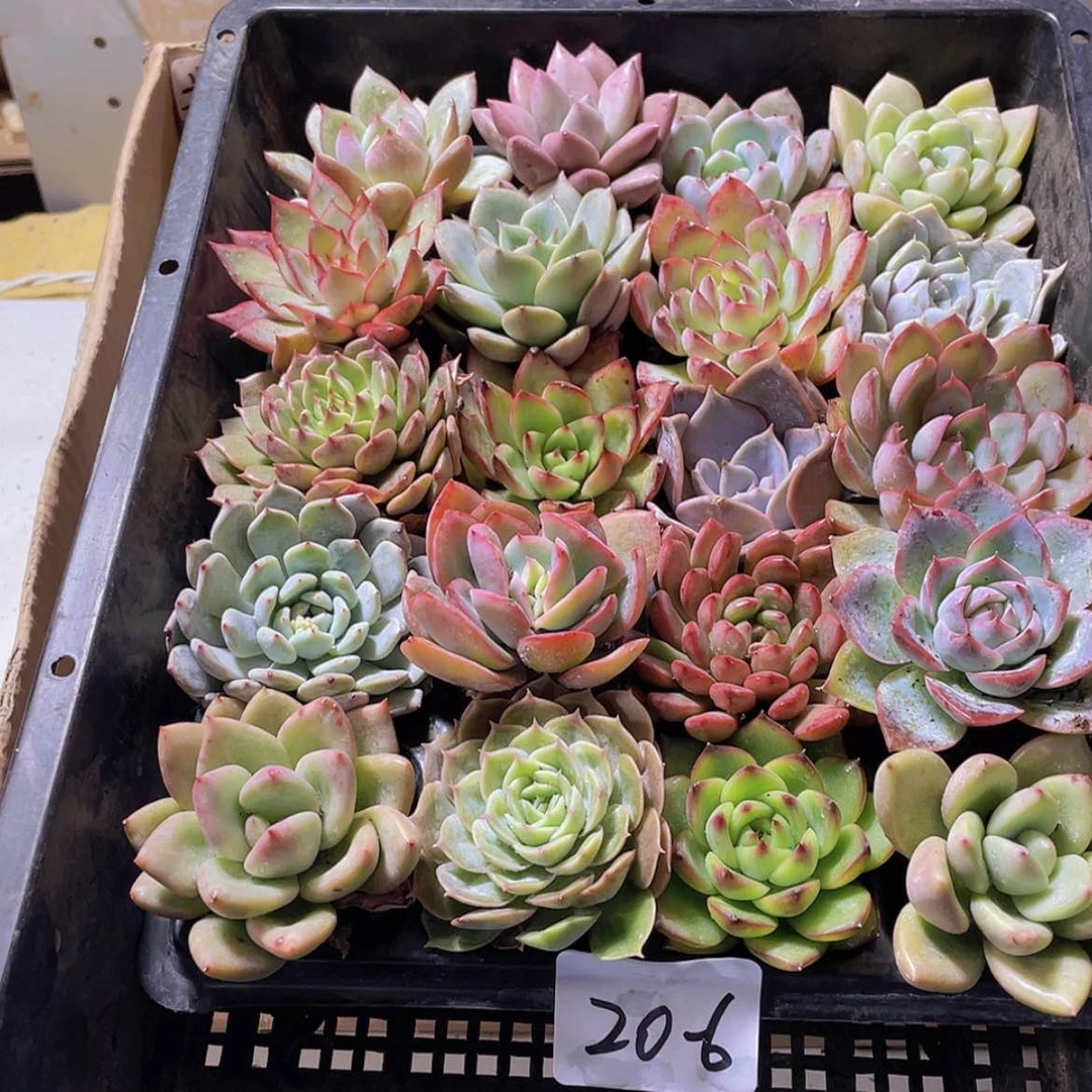 【闪购商品】20颗-6