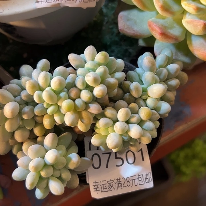 幸运的是我还没遇到你