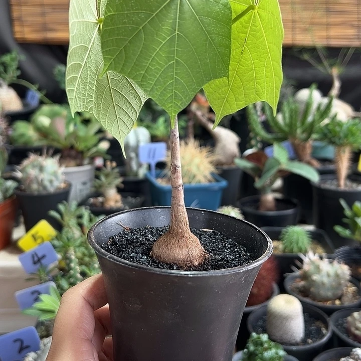 火桐带盆11111111