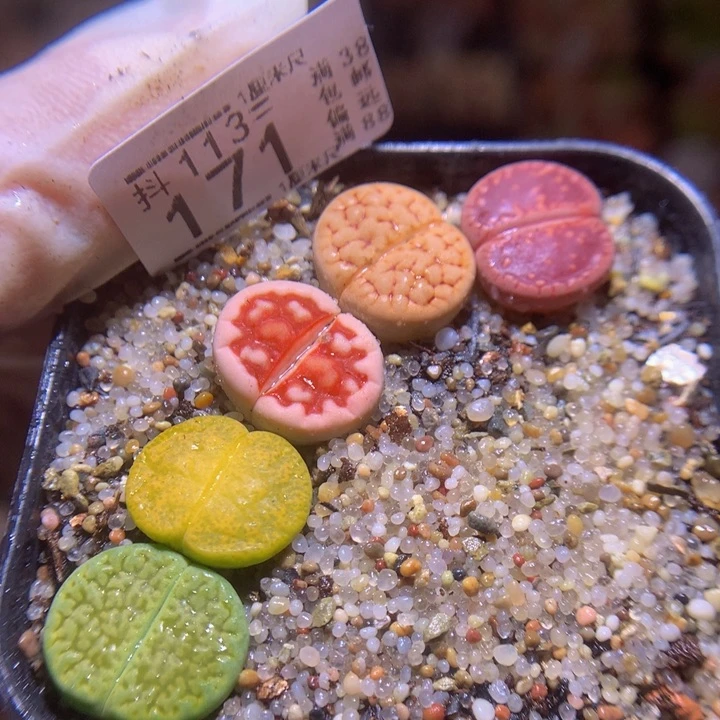 精品生石花113.171