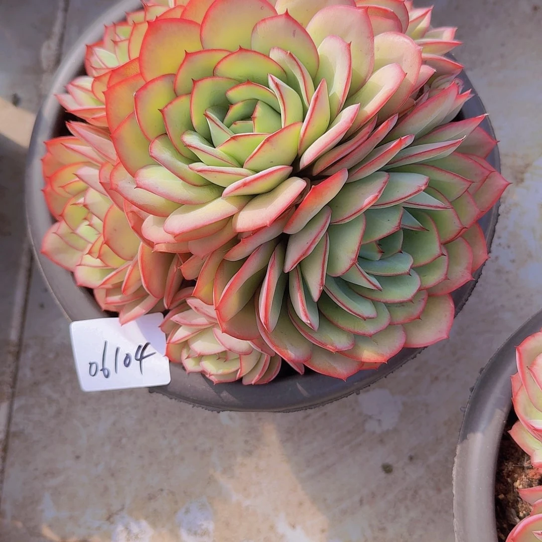 家***金06104牡丹亭多肉