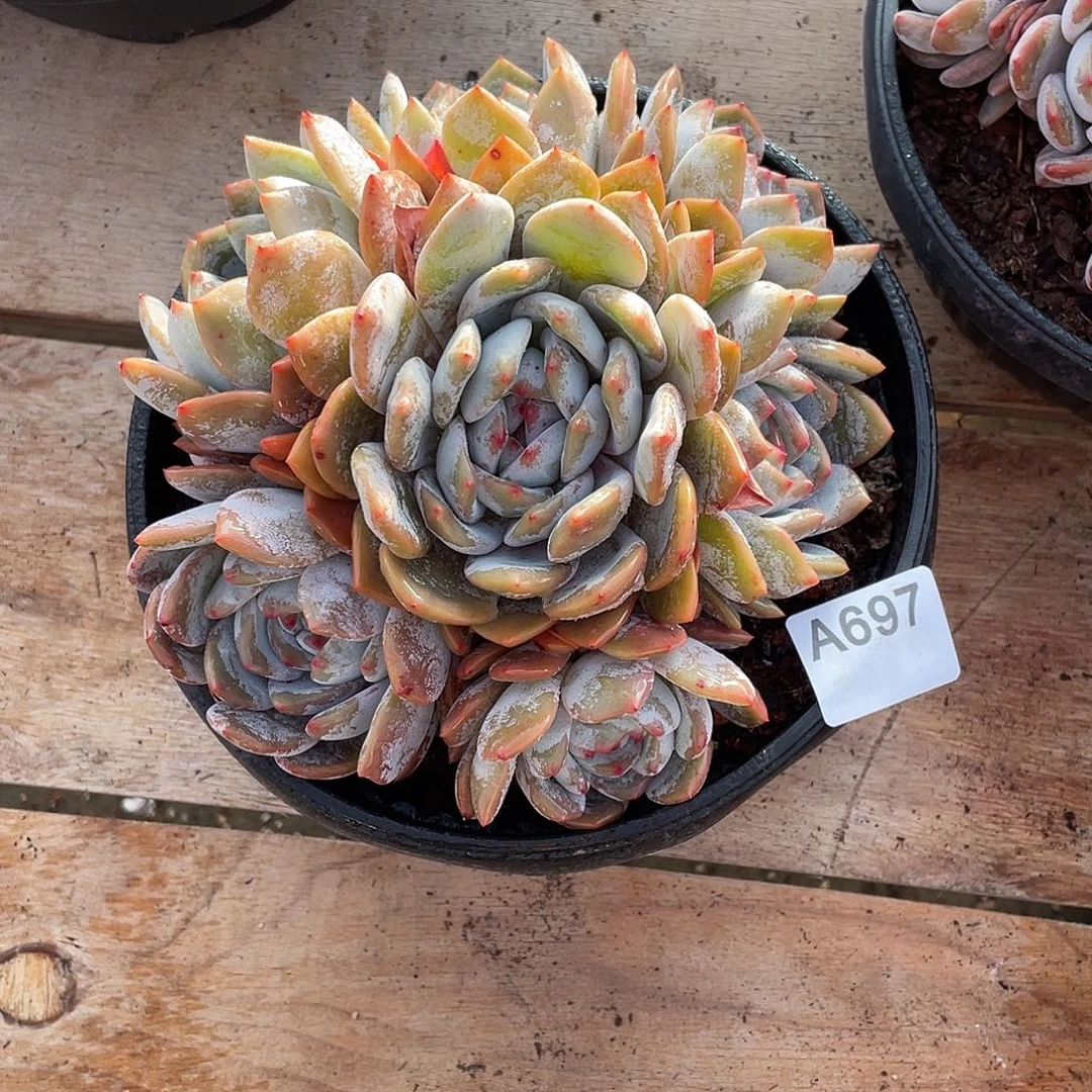 697多肉植物多肉植物