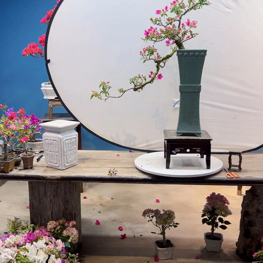 拼***搏无花朵漳红樱三角梅