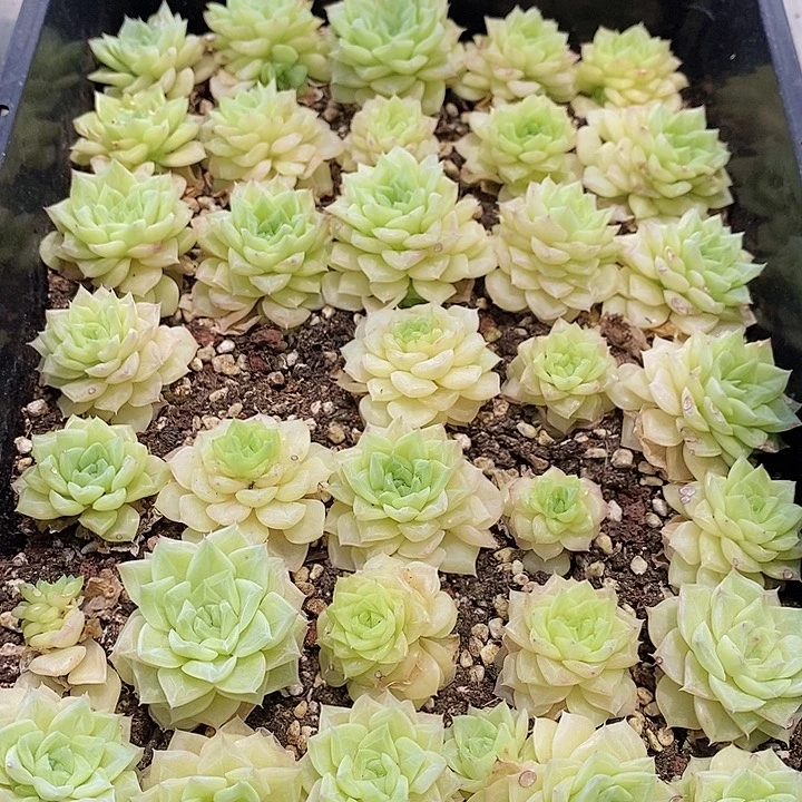 161 多肉植物盆栽花卉